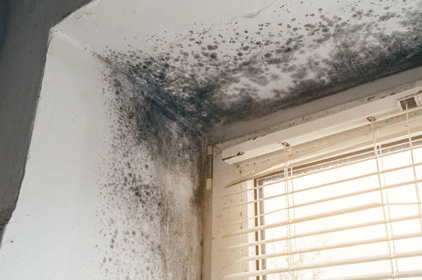 Affordable Mold Remediation solutions in Springfield, MA